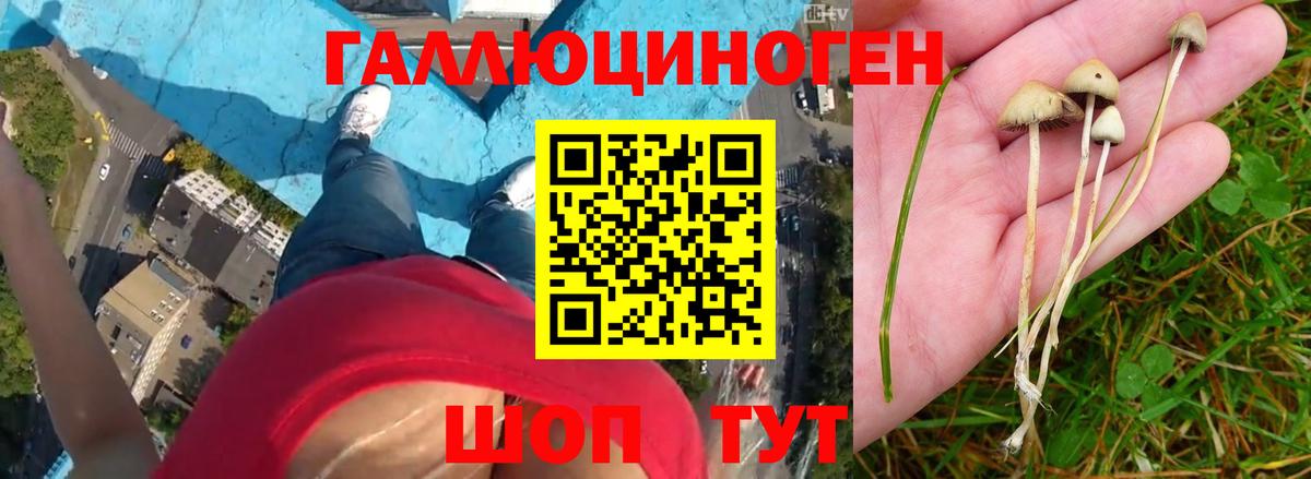 Бор  купить закладку  Вход с VPN  Псилоцибиновые грибы Psilocybe 